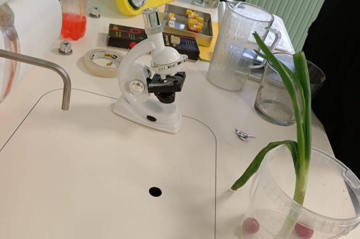Stem